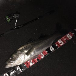 円山川シーバス