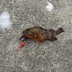 サバがいっぱい