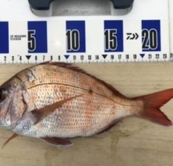 泉州丸さんで五目