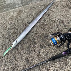 夏タチ爆釣！！！！