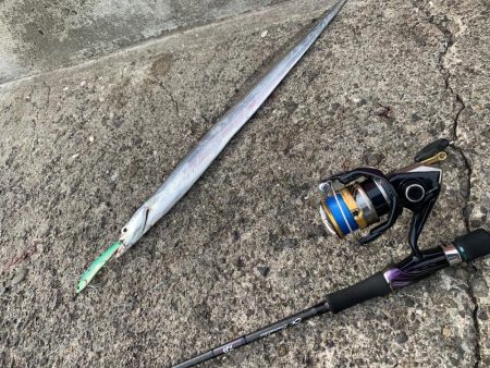 夏タチ爆釣！！！！