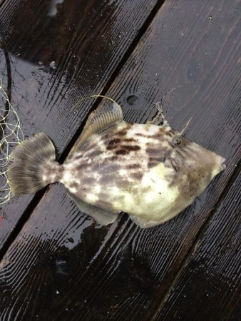 カタタのイカダ