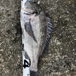 イチノ兄弟、釣果!