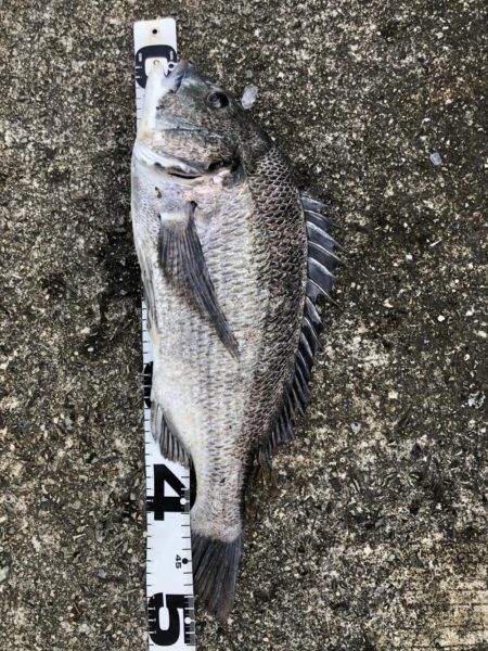 イチノ兄弟、釣果!