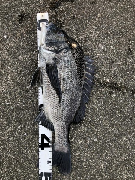 イチノ兄弟、釣果！