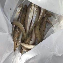 ピンギスチョイ投げゲーム