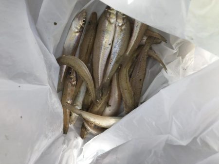 ピンギスチョイ投げゲーム