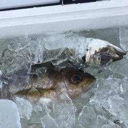 宍喰沖でタイラバ