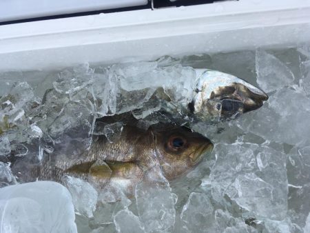 宍喰沖でタイラバ