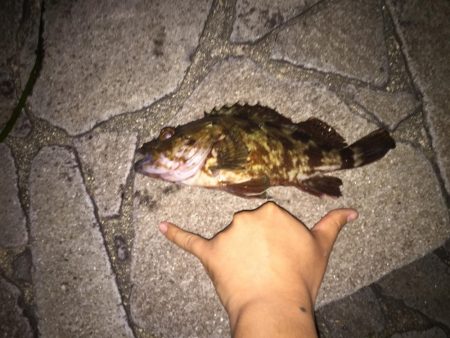 早瀬でアジング