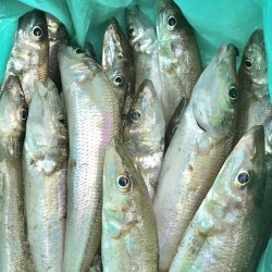 今年初のキス釣り。