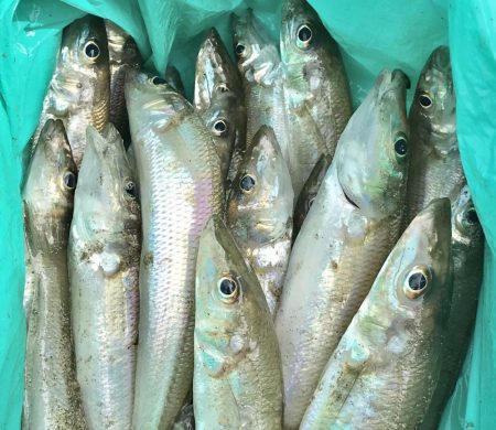 今年初のキス釣り。