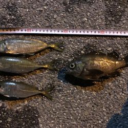 アジングの練習