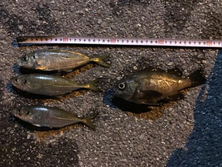 アジングの練習