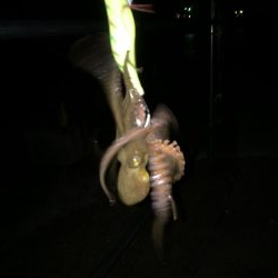 やっと釣れました