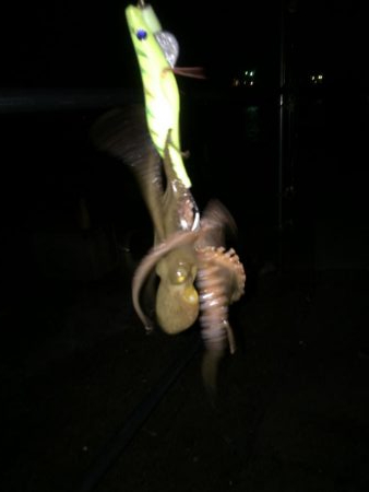 やっと釣れました