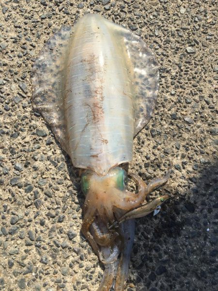 宮津西部〜丹後2キロ連発！！