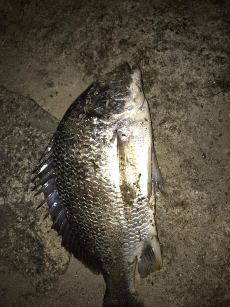 淀川のチニング