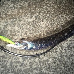 4目達成!今年初ドラゴン!