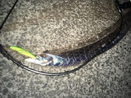 4目達成!今年初ドラゴン!