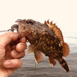 久々のメバルさん