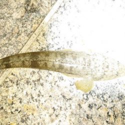 マゴチとメバル