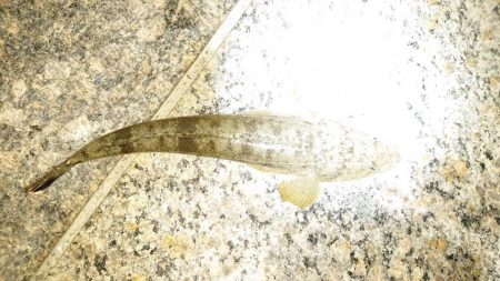 マゴチとメバル