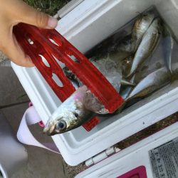 サビキアジ釣りサイズアップ