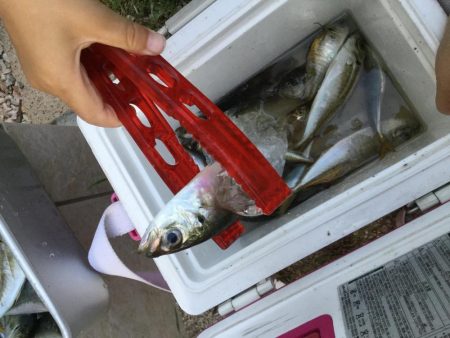 サビキアジ釣りサイズアップ