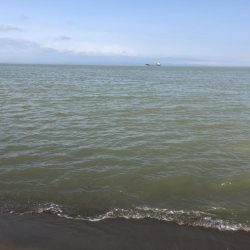 初ヒラメゲット