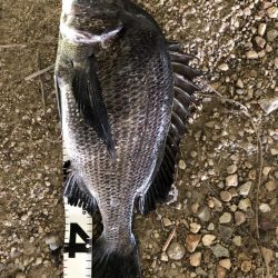 イチノ兄弟、釣果！