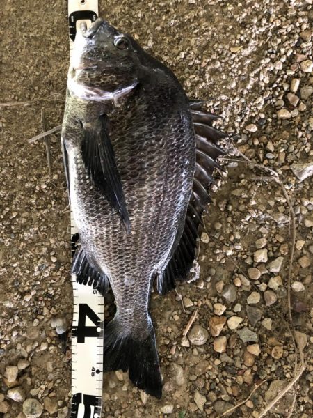 イチノ兄弟、釣果！