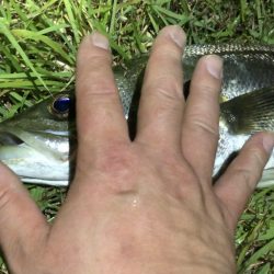 円山川シーバス