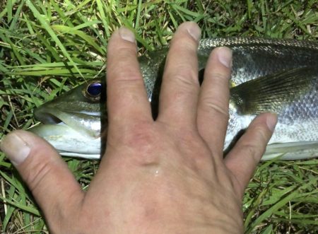 円山川シーバス