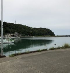 久しぶりのコウイカ