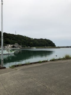 久しぶりのコウイカ