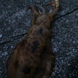 暇つぶしエギング