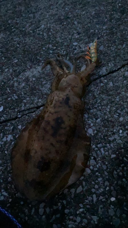 暇つぶしエギング