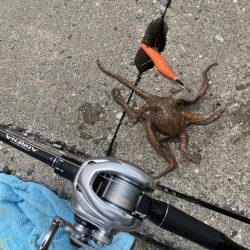 タコ！！！〜今晩はたこ焼き〜