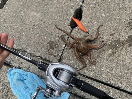 タコ！！！〜今晩はたこ焼き〜