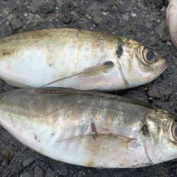 タコ&ライトゲーム