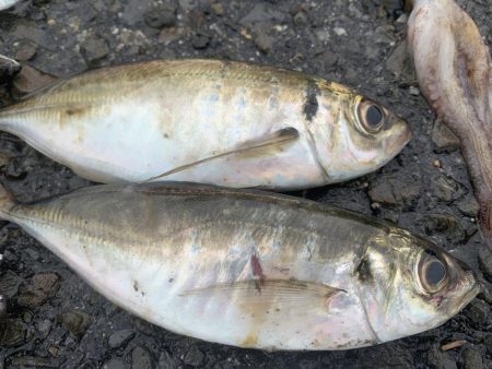 タコ&ライトゲーム