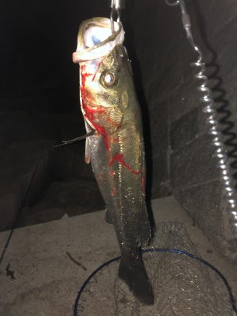 シーバスプラクティス