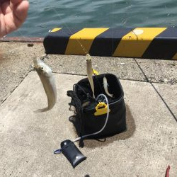 港内キスに豆アジ賑わってます