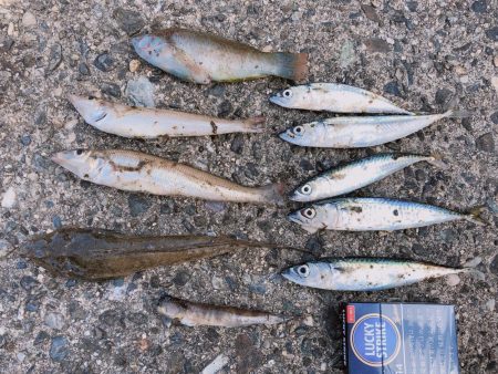 キス小鯖マゴチベラ