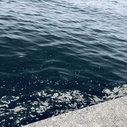 ガシラオンリー