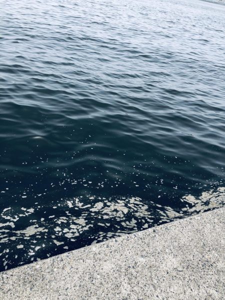 ガシラオンリー