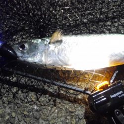 中、大サバ回遊開始！