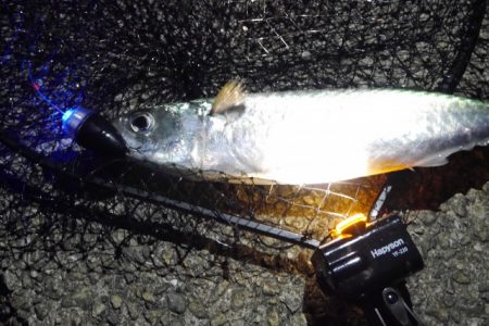 中、大サバ回遊開始！