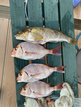 タイラバ渋かった